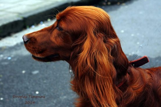 Meet the bold Irish Setter Buster.. In Glasgow an hour ago!
